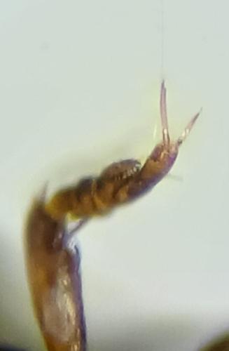 Réf. 336 714 : Graptodytes bilineatus